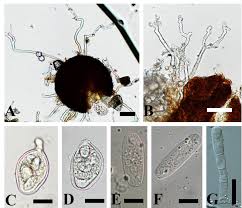 Attēlu rezultāti vaicājumam “Erysiphe galeopsidis”