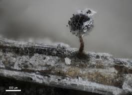 Attēlu rezultāti vaicājumam “Diderma simplex spores”