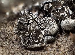 Attēlu rezultāti vaicājumam “Diderma globosum”