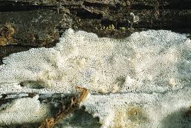 Attēlu rezultāti vaicājumam “Skeletocutis nivea”