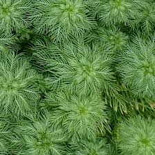 Attēlu rezultāti vaicājumam “Hottonia palustris leaf”