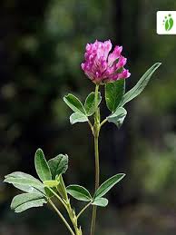 Attēlu rezultāti vaicājumam “Trifolium medium”