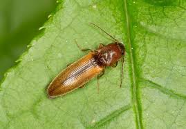 Attēlu rezultāti vaicājumam “Dalopius marginatus”