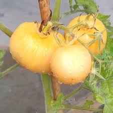 Afbeeldingsresultaat voor voyage tomato