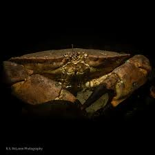 Image result for Cancer pagurus