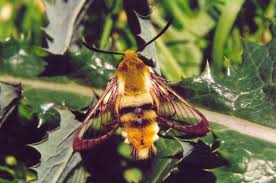 Attēlu rezultāti vaicājumam “Hemaris tityus”