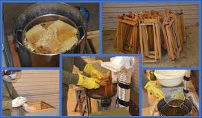 Attēlu rezultāti vaicājumam “Dryophilocoris flavoquadrimaculatus imago”