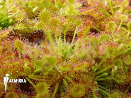 Attēlu rezultāti vaicājumam “Drosera rotundifolia”