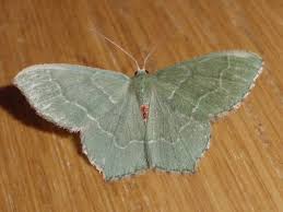 Attēlu rezultāti vaicājumam “Hemithea aestivaria”