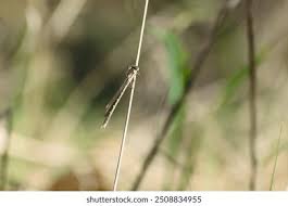 Attēlu rezultāti vaicājumam “Sympecma paedisca”