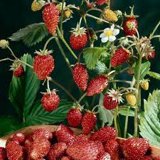 Attēlu rezultāti vaicājumam “Fragaria x ananassa fruit”