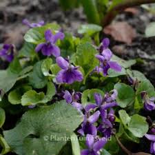 Attēlu rezultāti vaicājumam “Viola reichenbachiana leaf”