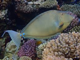 Image result for Naso hexacanthus