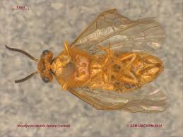 Attēlu rezultāti vaicājumam “Diprionidae”