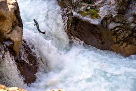 Image result for Alosa alabamae