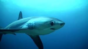 Image result for Alopias pelagicus