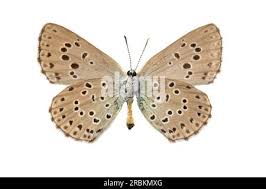 Attēlu rezultāti vaicājumam “Phengaris arion underside”