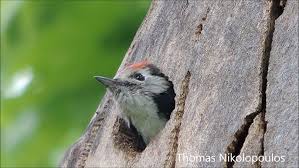 Attēlu rezultāti vaicājumam “Dendrocopos medius nest”