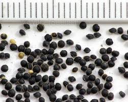 Attēlu rezultāti vaicājumam “Spergula arvensis”