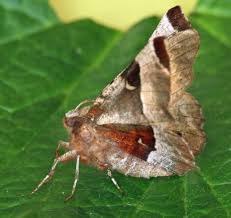 Attēlu rezultāti vaicājumam “Selenia tetralunaria”