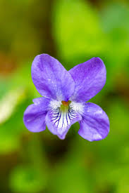 Image result for Veilchen