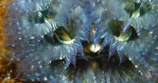 Attēlu rezultāti vaicājumam “Serpoleskea subtilis”