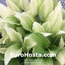 Image result for Hosta White Feather