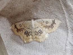Attēlu rezultāti vaicājumam “Cyclophora annularia”