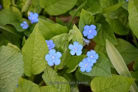 Image result for Omphalodes verna