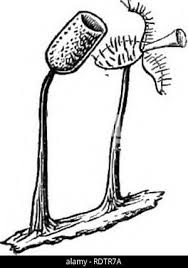 Attēlu rezultāti vaicājumam “Comatricha ellae stalked”