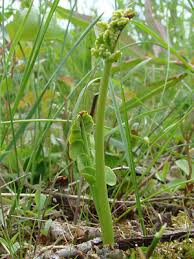 Attēlu rezultāti vaicājumam “Botrychium lunaria”