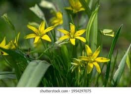 Attēlu rezultāti vaicājumam “Gagea lutea”