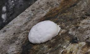 Attēlu rezultāti vaicājumam “Reticularia lycoperdon”