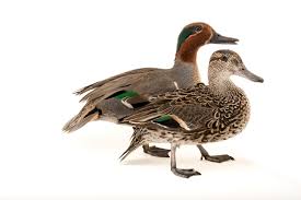 Attēlu rezultāti vaicājumam “Anas crecca male”