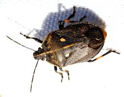 Attēlu rezultāti vaicājumam “Jalla dumosa”