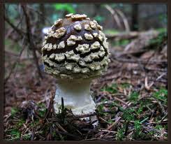 Attēlu rezultāti vaicājumam “Amanita regalis”