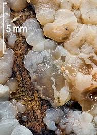 Attēlu rezultāti vaicājumam “Exidia thuretiana”