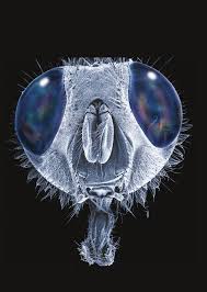 Attēlu rezultāti vaicājumam “Tetratoma ancora”