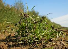 Attēlu rezultāti vaicājumam “Cyperus fuscus”