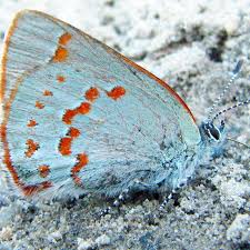 Attēlu rezultāti vaicājumam “Epirranthis diversata imago”