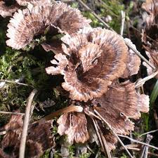 Attēlu rezultāti vaicājumam “Thelephora terrestris”