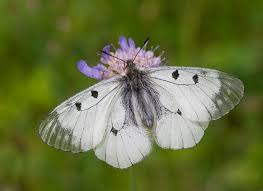 Attēlu rezultāti vaicājumam “Parnassius mnemosyne”