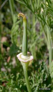 Attēlu rezultāti vaicājumam “Eschscholzia californica”