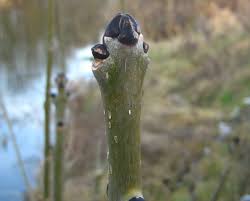 Attēlu rezultāti vaicājumam “Fraxinus excelsior bud”