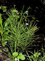 Attēlu rezultāti vaicājumam “Equisetum pratense”