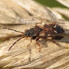 Attēlu rezultāti vaicājumam “Scolopostethus thomsoni”