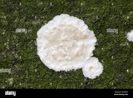 Attēlu rezultāti vaicājumam “Cylindrobasidium evolvens”