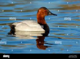 Image result for Aythya valisineria