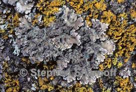 Attēlu rezultāti vaicājumam “Physconia enteroxantha”