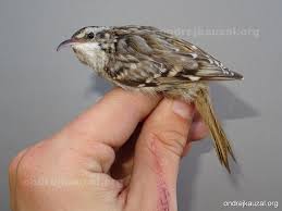 Attēlu rezultāti vaicājumam “Certhia familiaris”